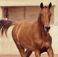 yearlings yearlings