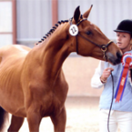 yearlings for sale