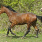 Dorsina at 2