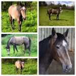 allisina collage