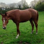 carma 2 yo